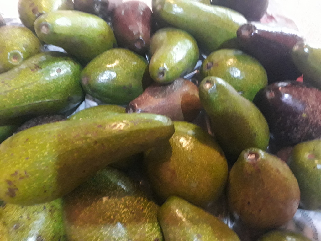 Aguacate