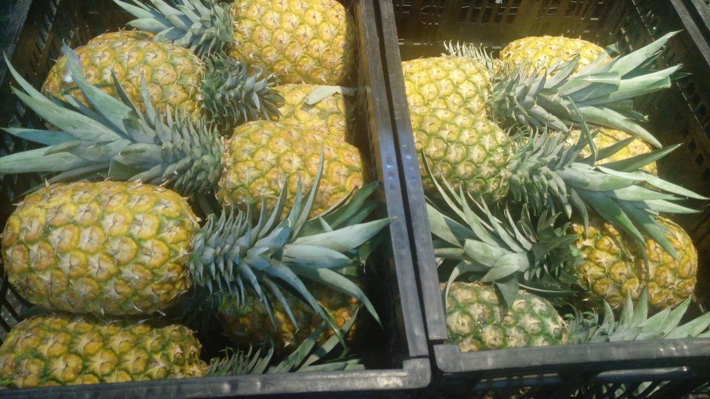 Piña golden