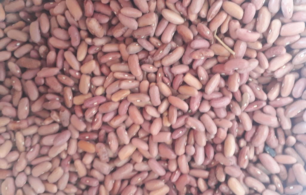 Frijol calima