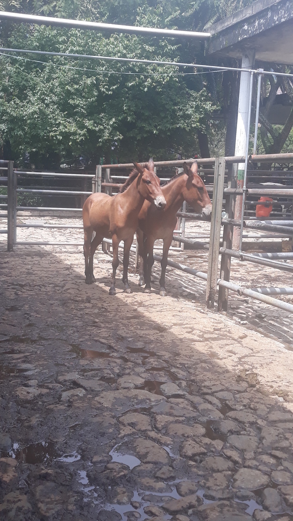 Muletos para Trabajo