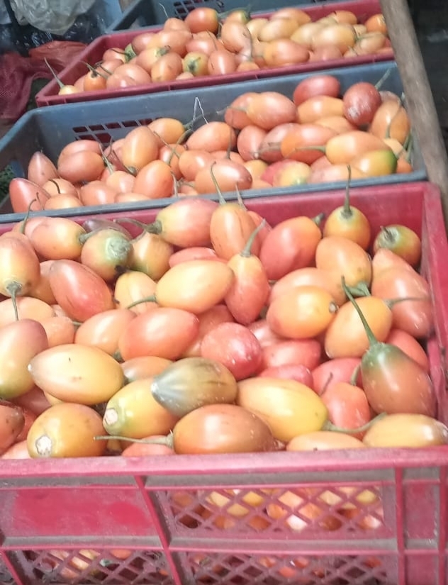Tomate de arbol