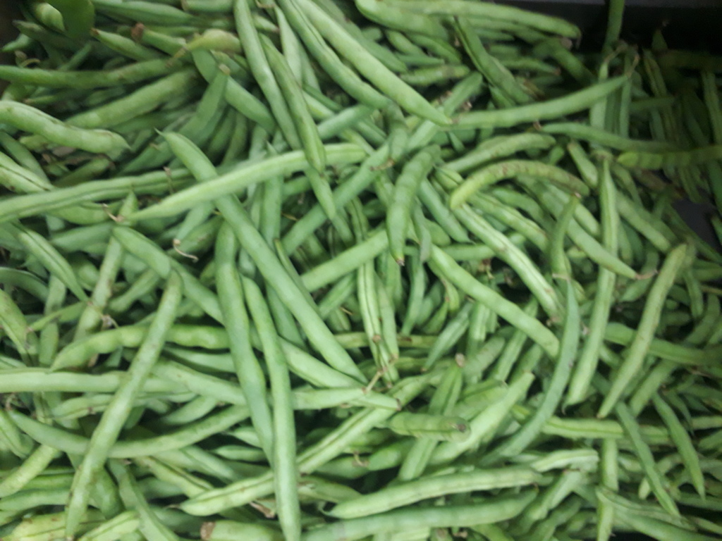 Habichuela