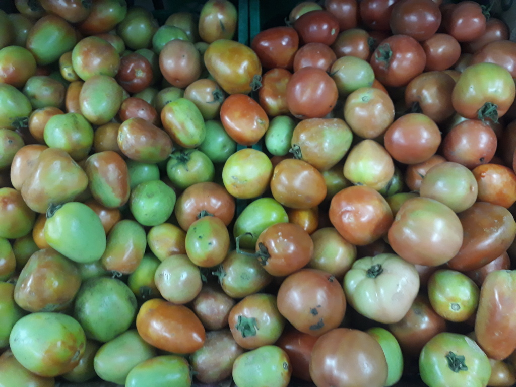 Tomate