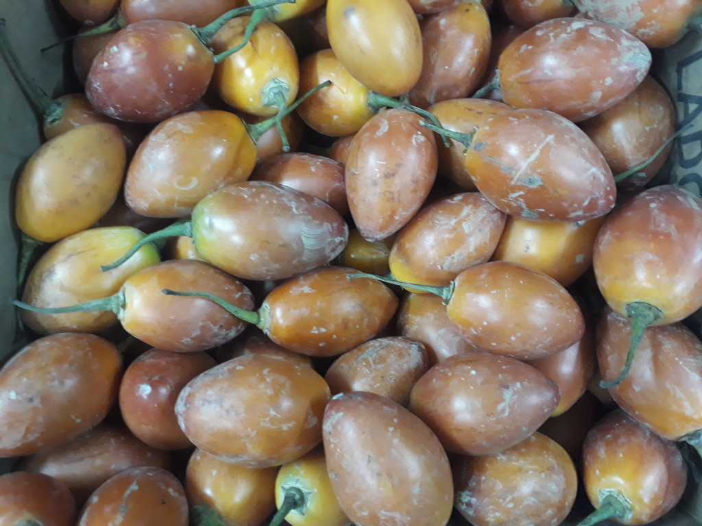 Tomate de árbol