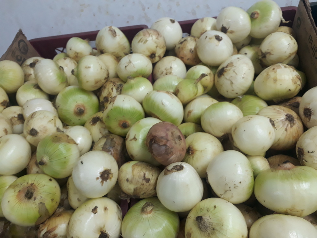 Cebolla blanca