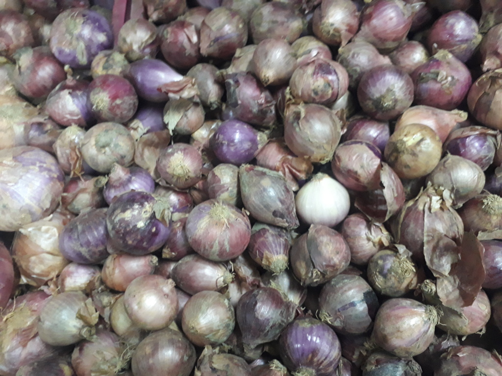Cebolla roja