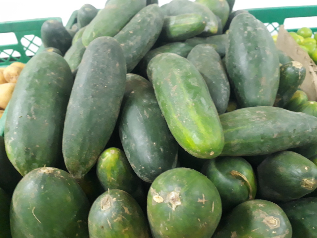 Pepino