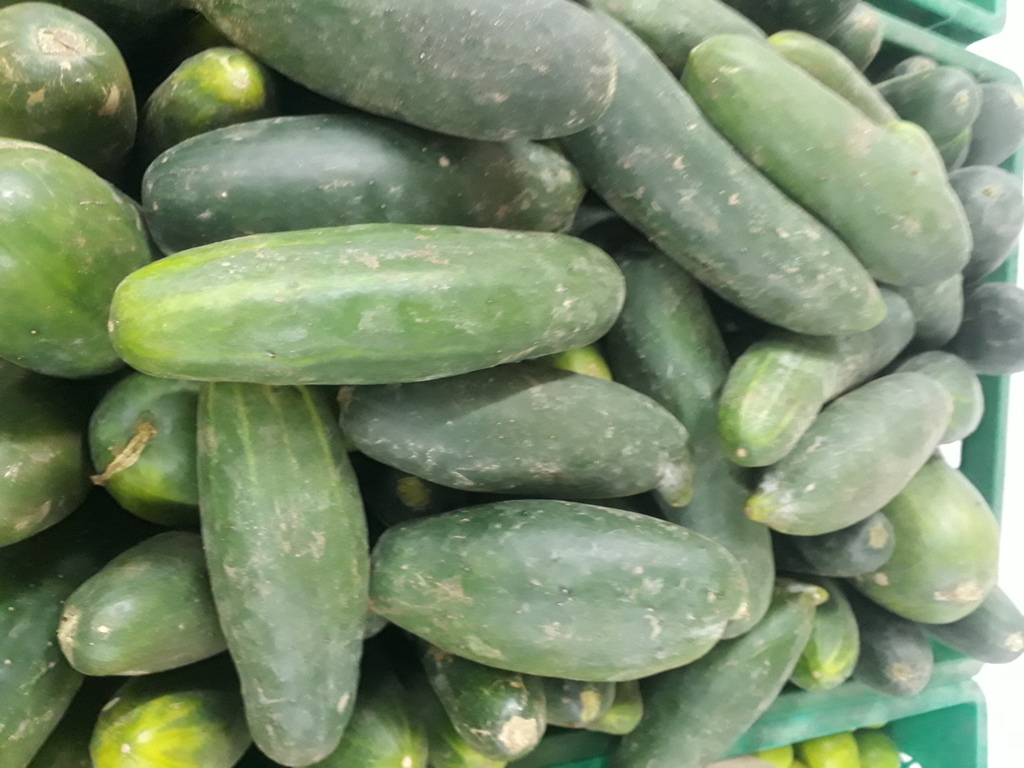Pepino