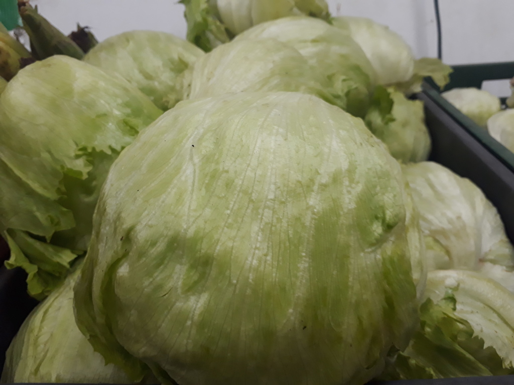 Lechuga