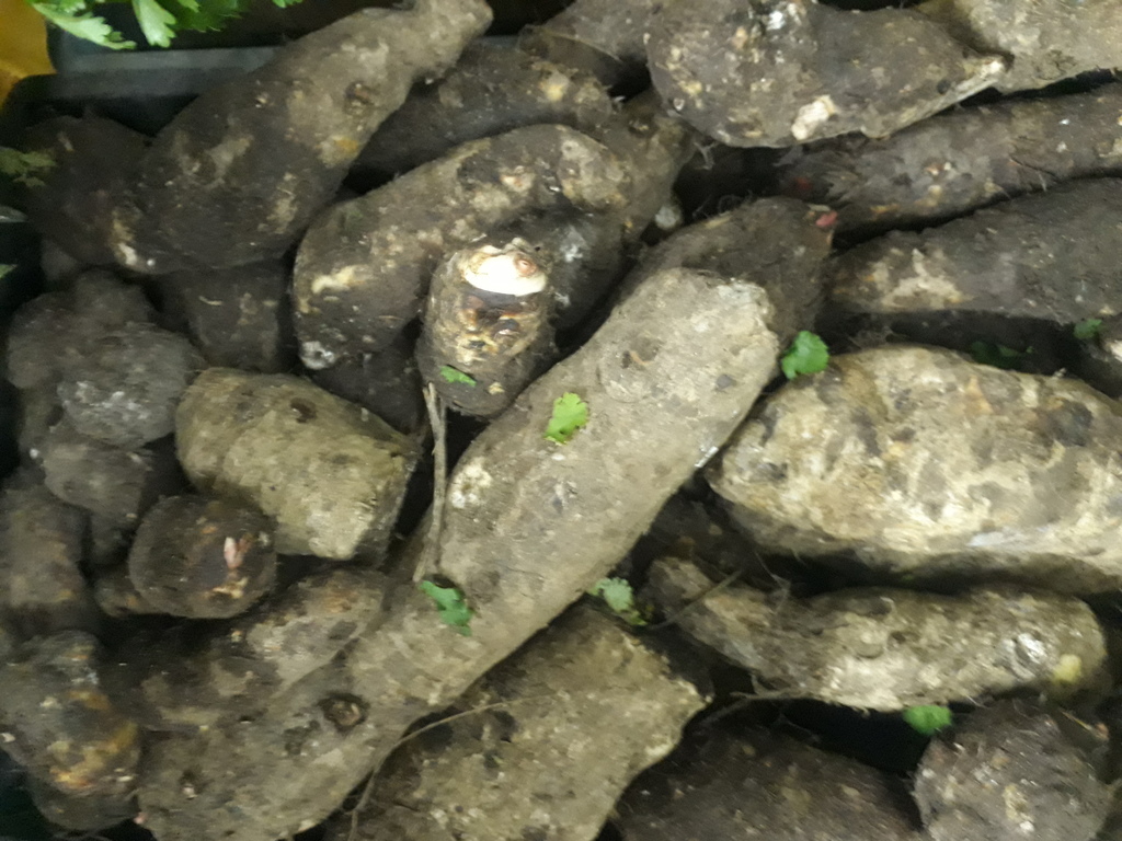 Malanga