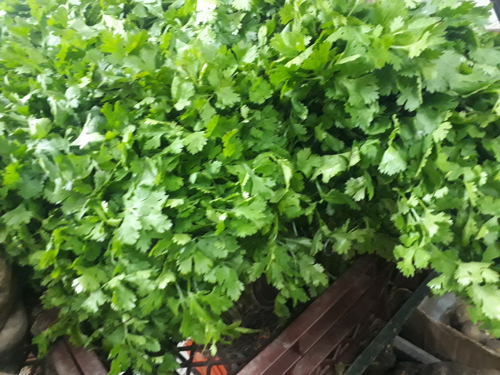 Cilantro