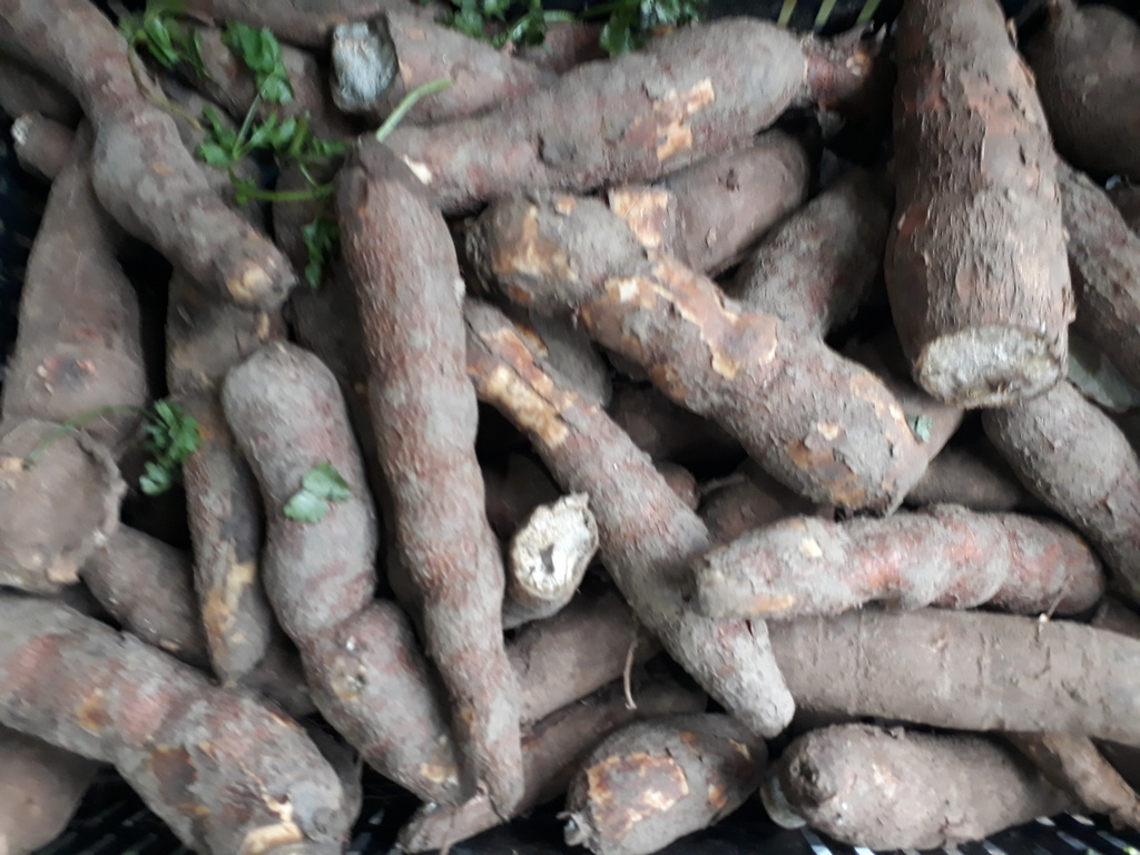 Yuca