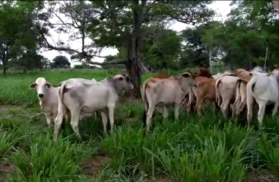 Macho levante