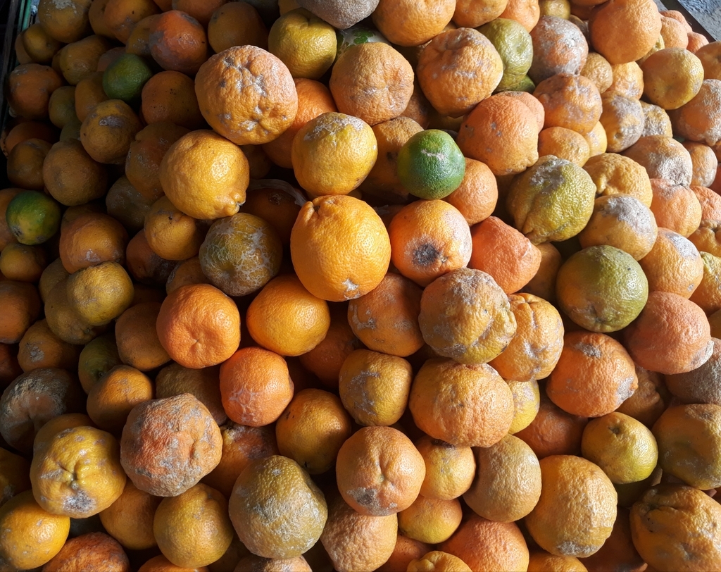 Mandarina