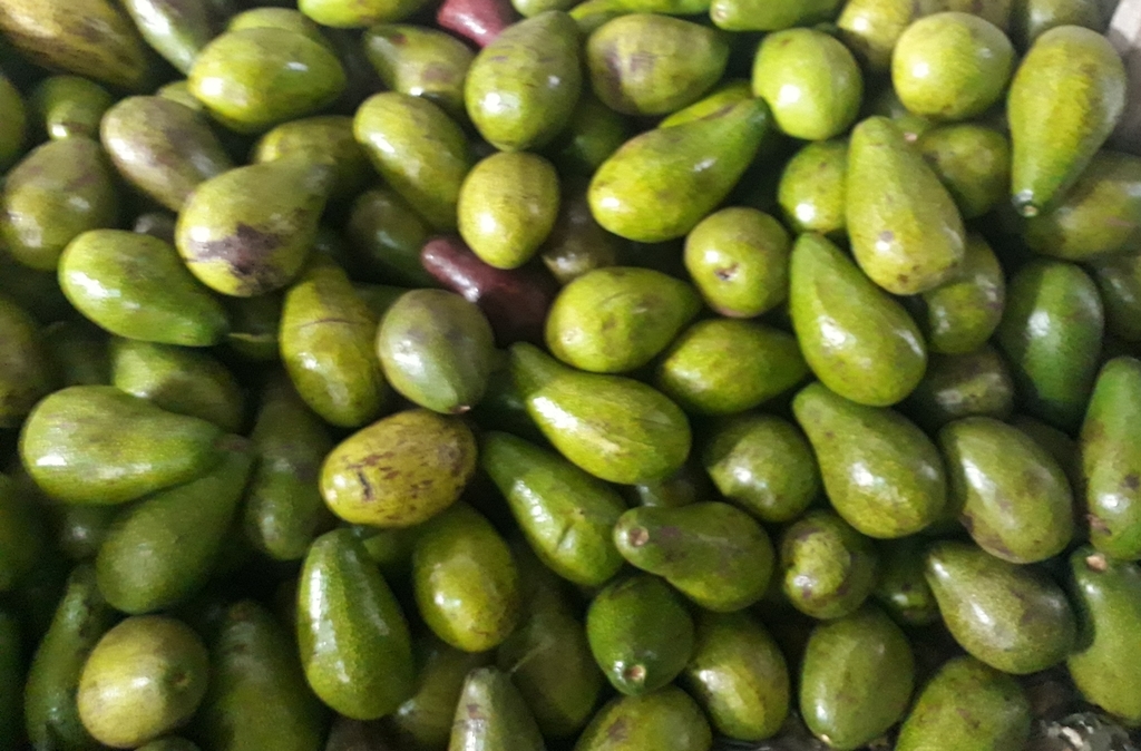 Aguacate