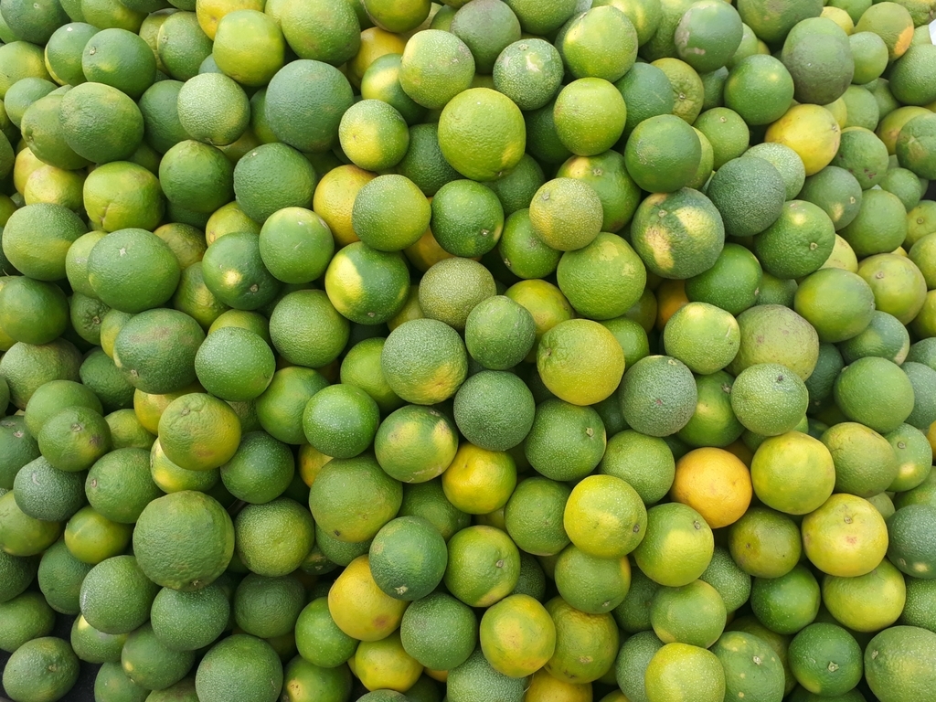 Naranja criolla