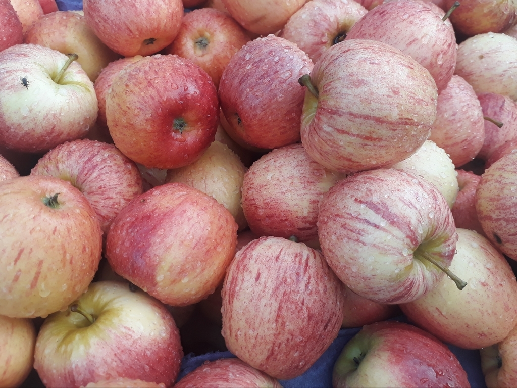 Manzana roja
