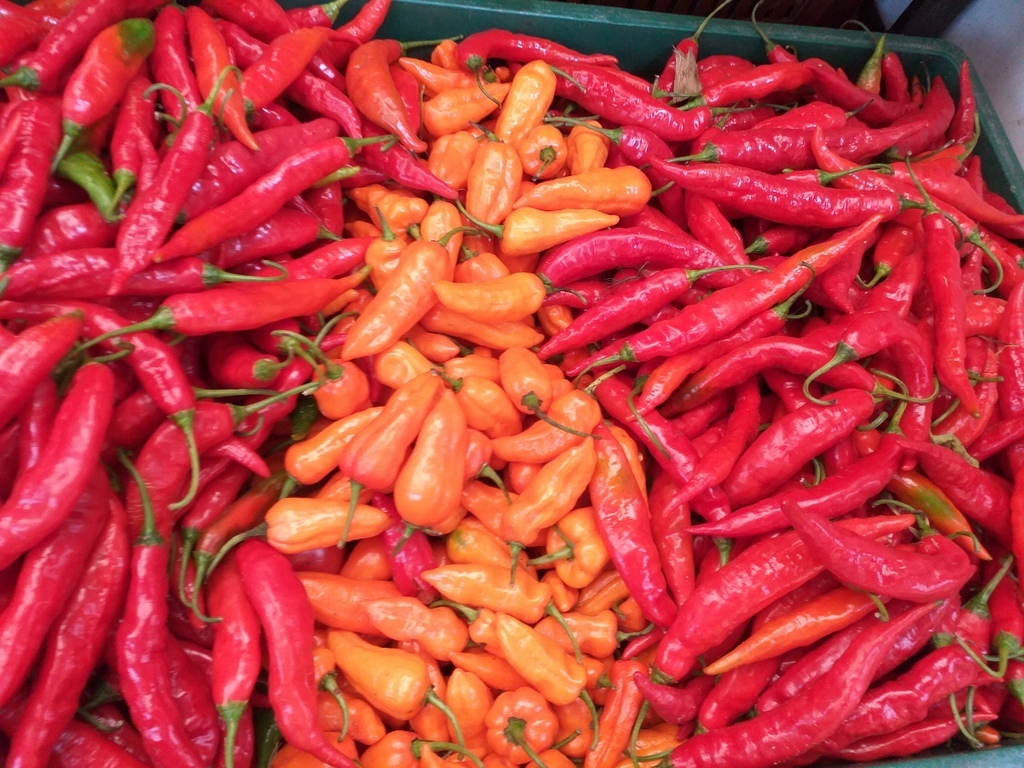 Aji referencia del arbol