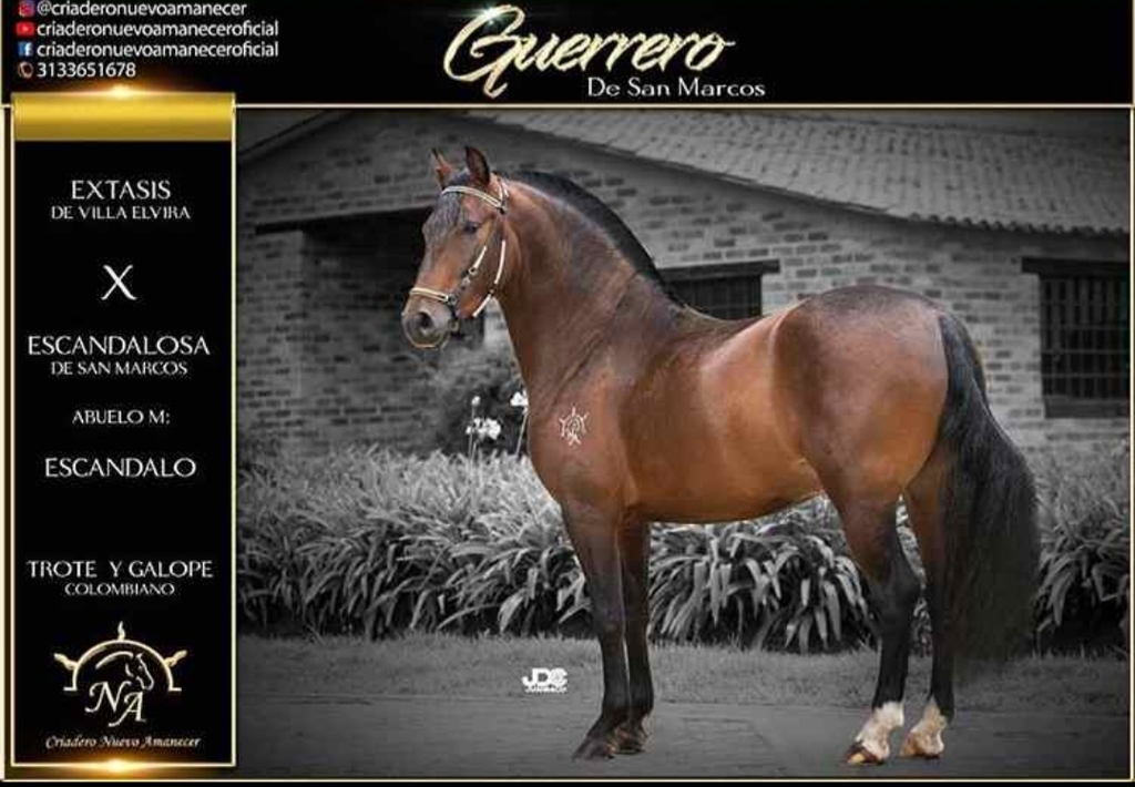 Venta de Semen Guerrero de San Marcos Trote y Galope con envió