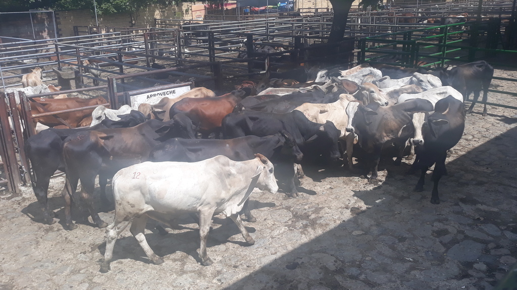 Novillos para ceba 300 kilos