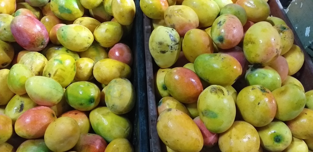Mango criollo