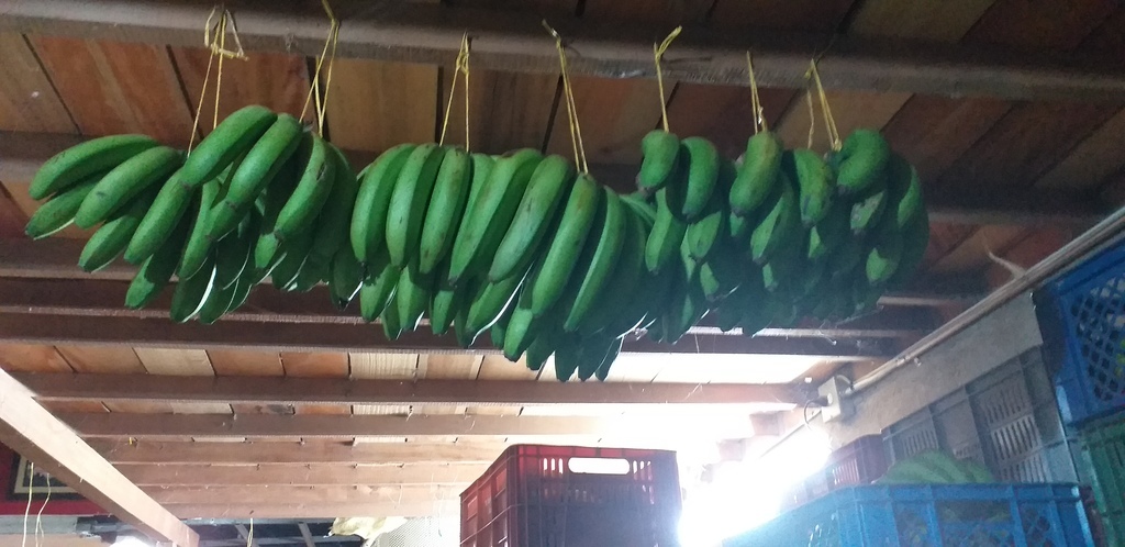 Banano verde criollo