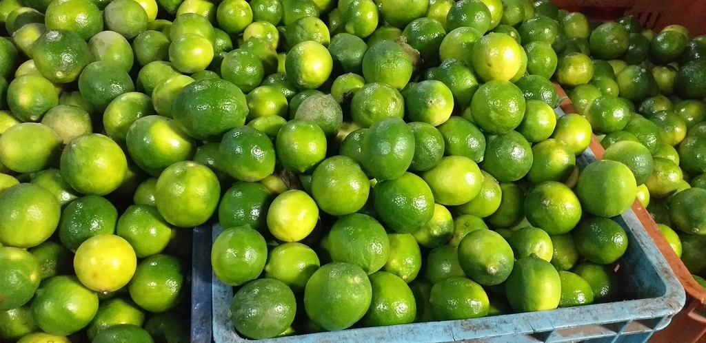 Limon tahiti