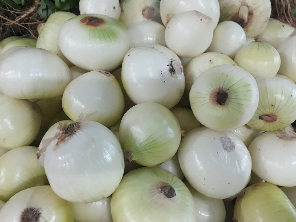 Cebolla blanca