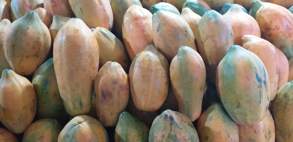 Papaya tainung