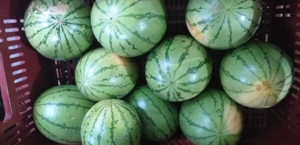 Sandia baby