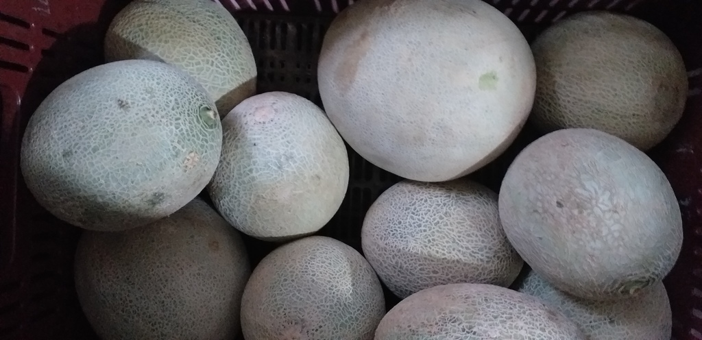 Melon