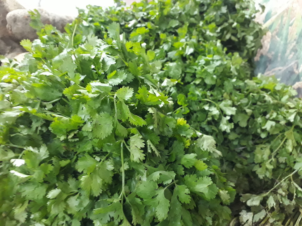 Cilantro