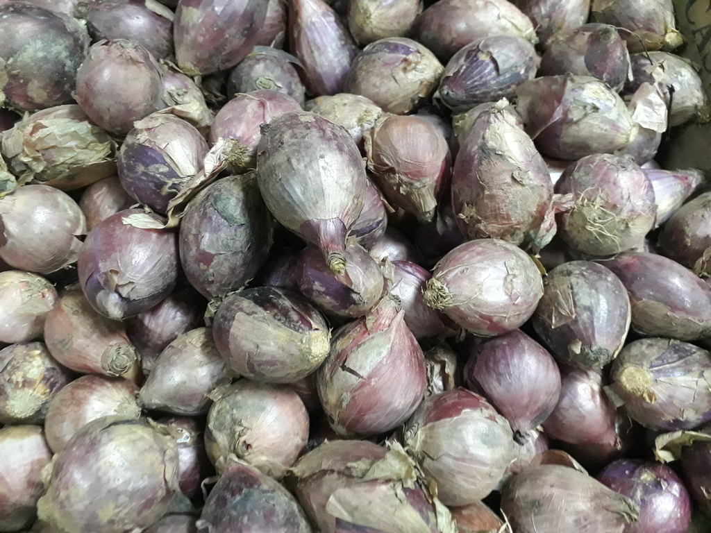 Cebolla roja
