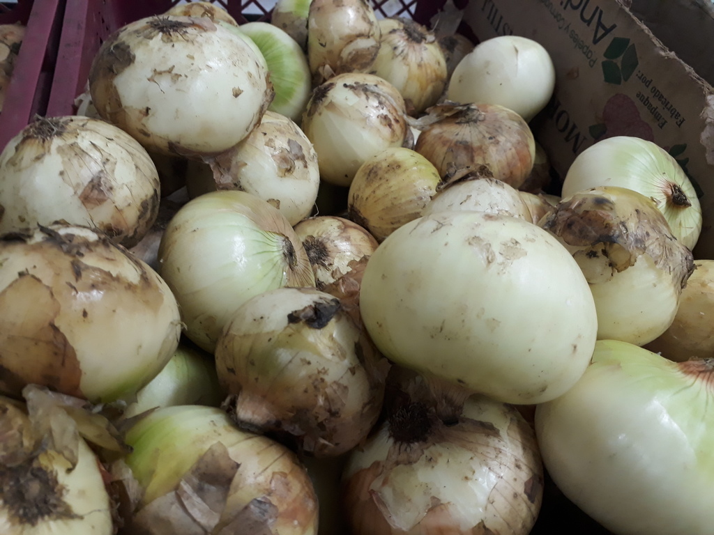 Cebolla blanca