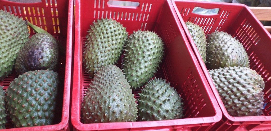 Guanabana selecta