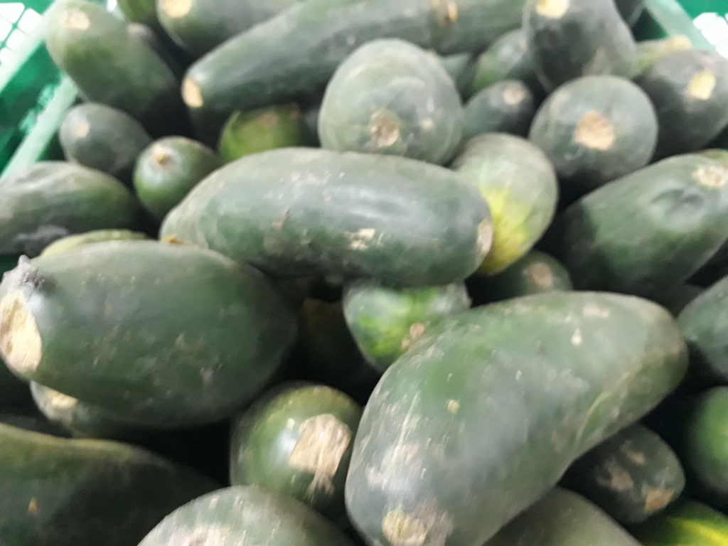 Pepino