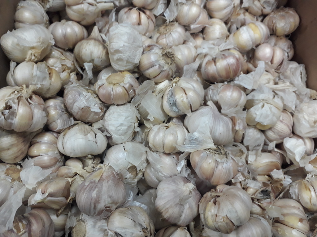 Ajo