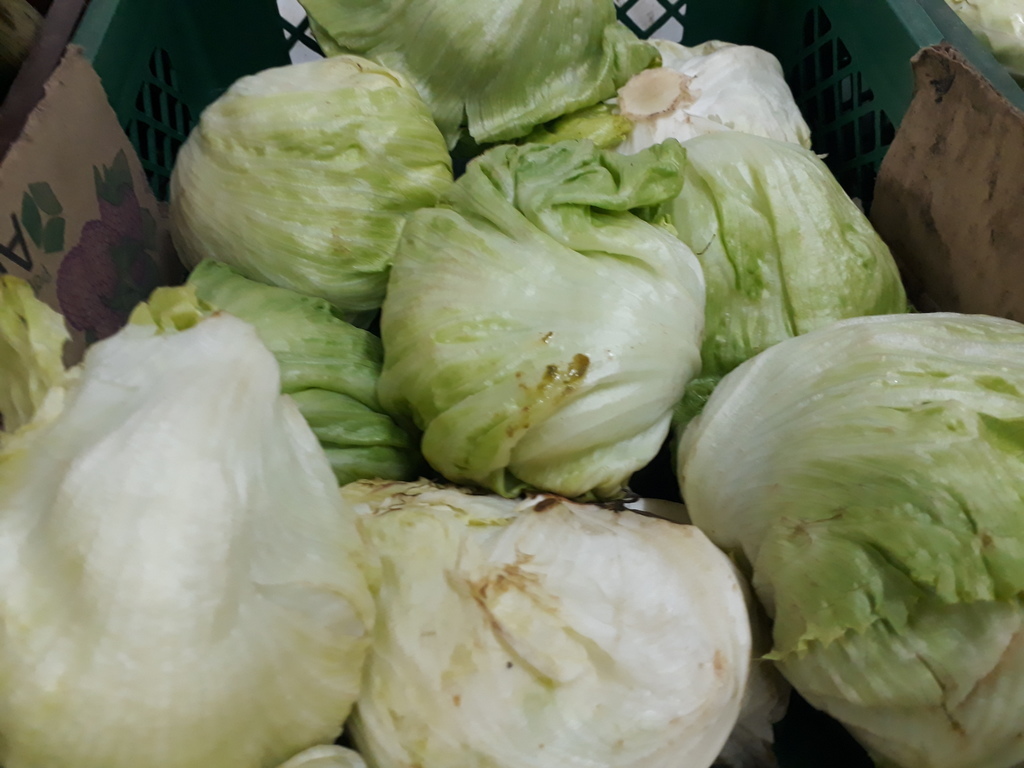 Lechuga