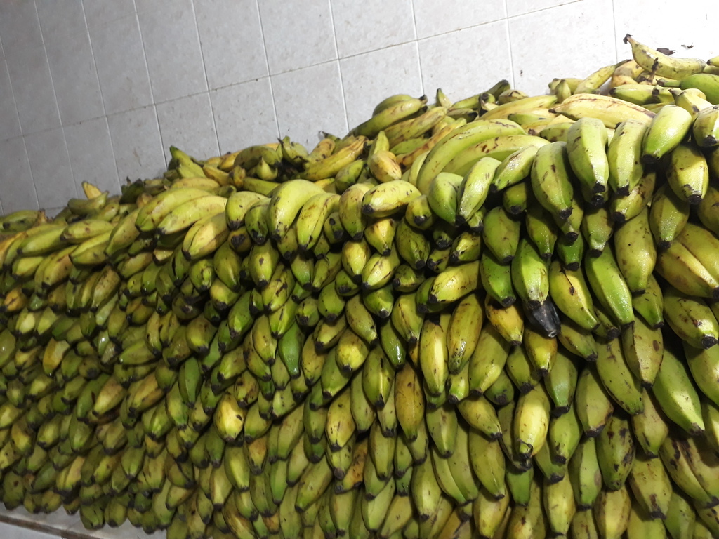Banano maduro