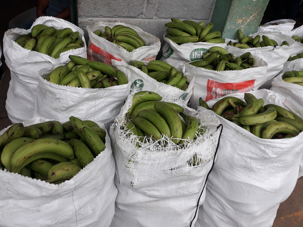 Banano verde