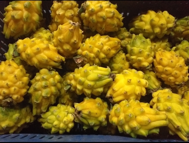 Pitahaya del huila