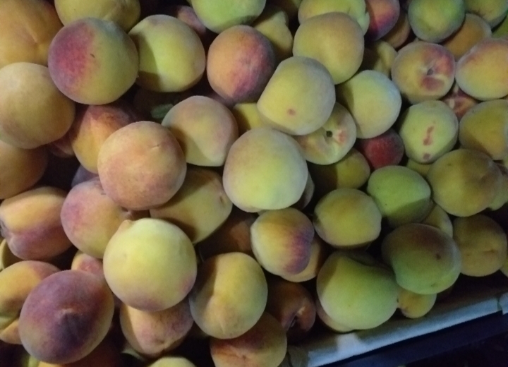 Durazno criollo