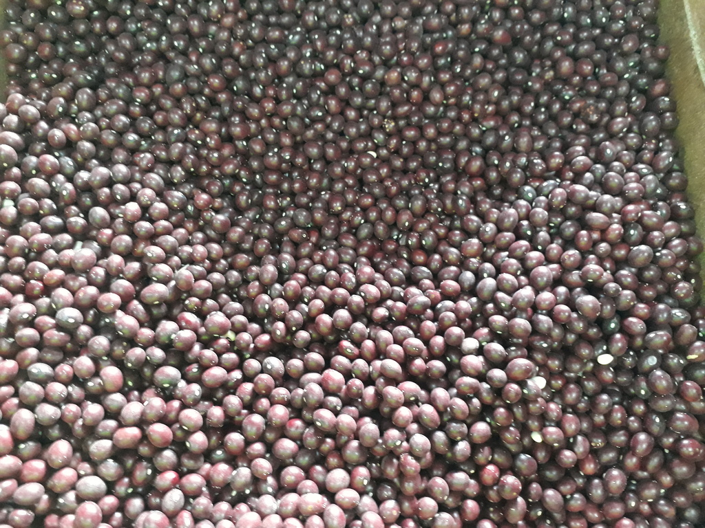 Bola roja