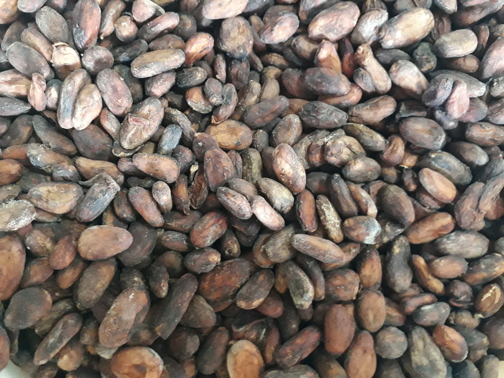 Cacao