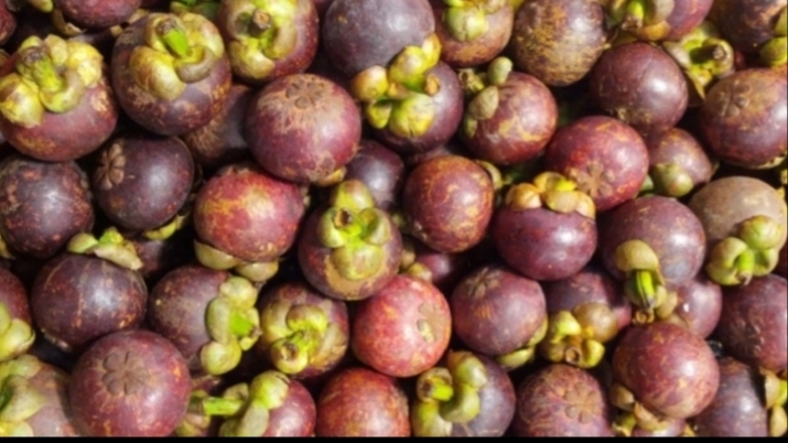 Mangostino