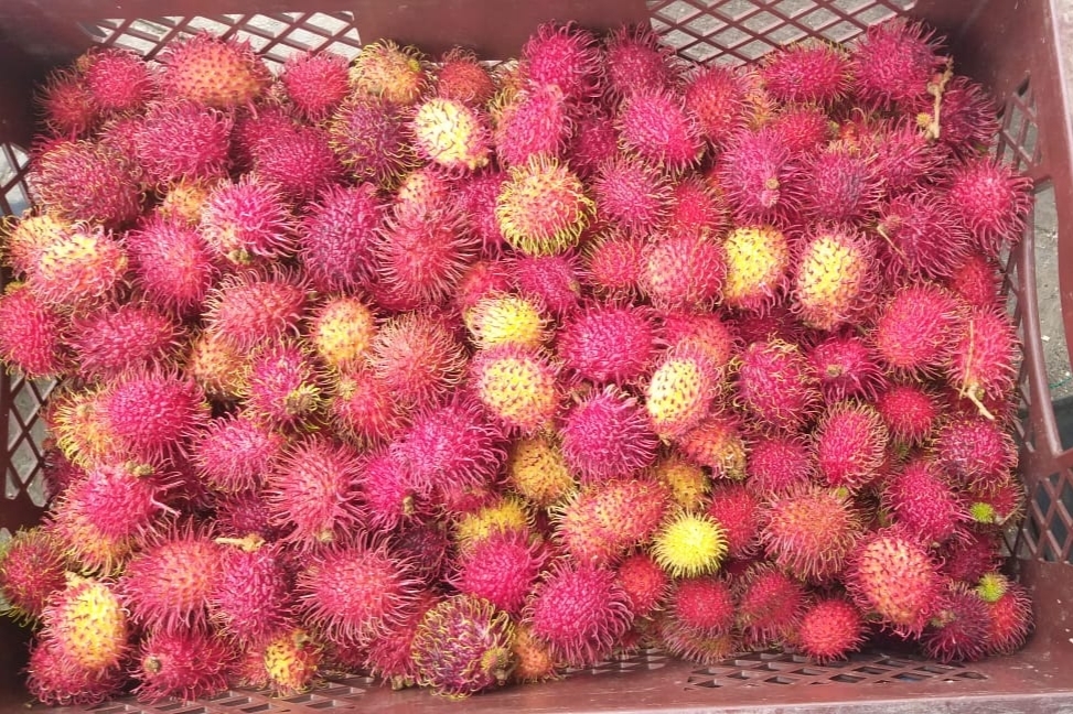 Rambutan