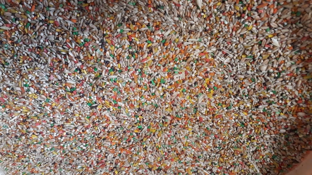 Alpiste vitaminado