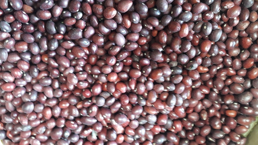 Bola roja