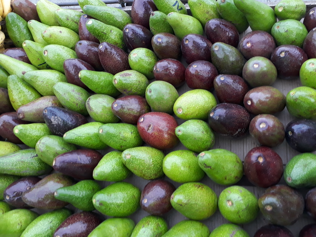 Aguacate