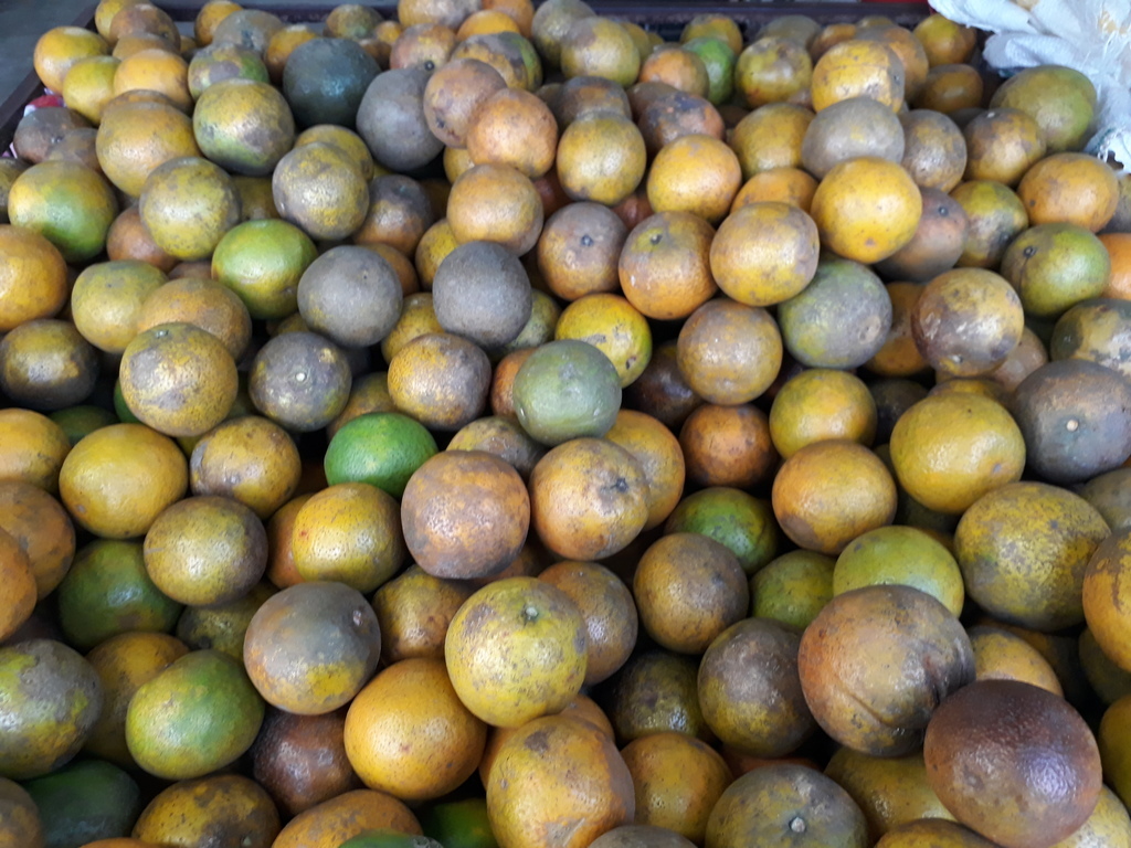 Naranja quindeana